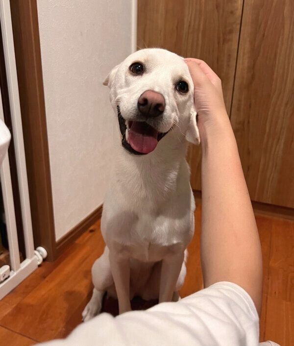 娘さんと散歩できて満足気なこうめちゃん