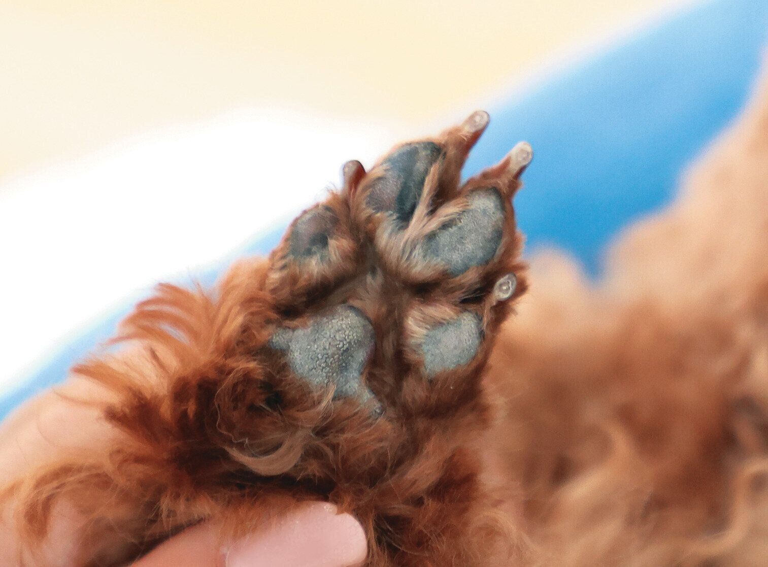 犬の足裏