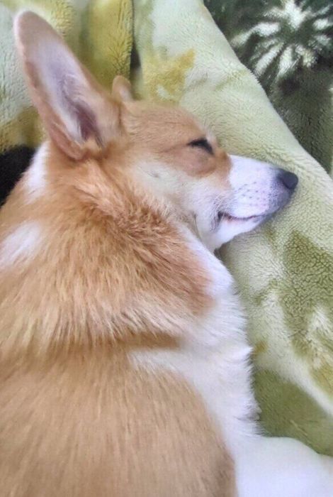 眠っているコーギー
