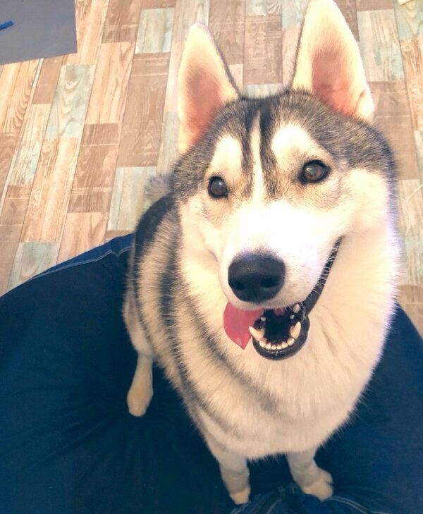 笑顔のサファイアくん