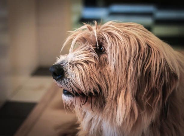 ポリッシュ・ローランド・シープドッグ