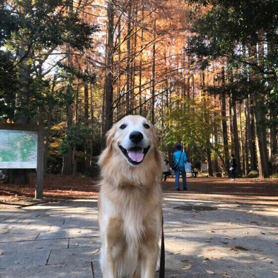 ゴールデン レトリーバーの特徴と性格 飼い方 価格相場など 犬図鑑 いぬのきもちweb Magazine