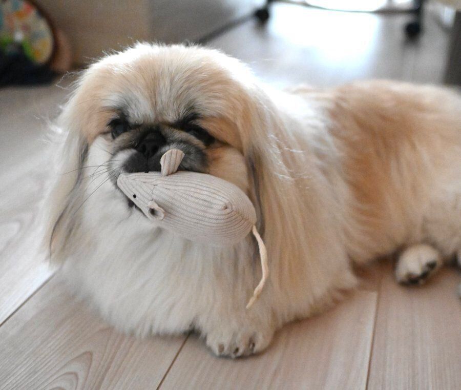 ネズミのおもちゃをくわえるペー太くん