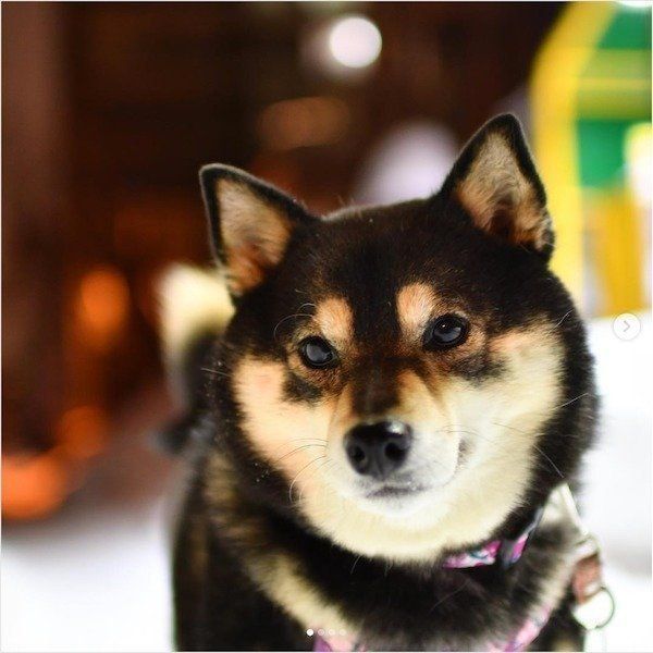 大好物を前に意外な行動をする柴犬