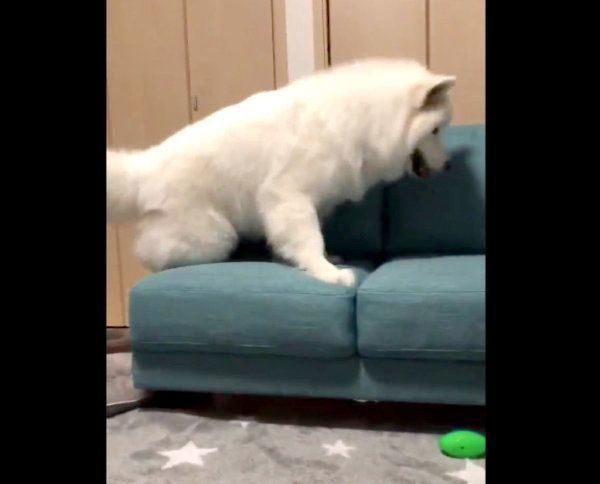 ソファから落ちかけたサモちゃん