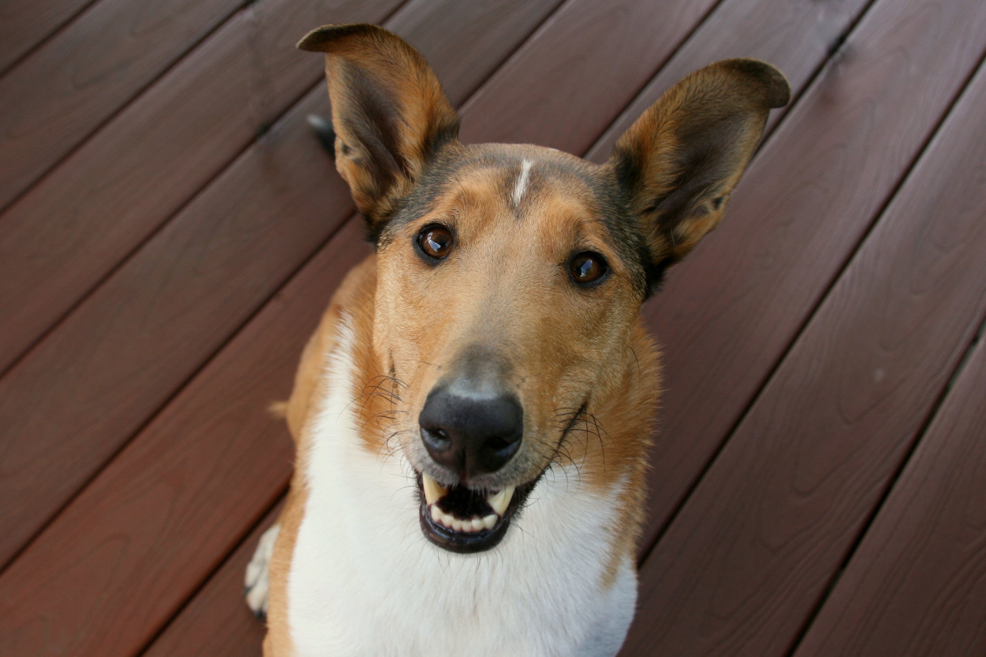 スムース コリーの特徴と性格 飼い方 価格相場など 犬図鑑 いぬのきもちweb Magazine