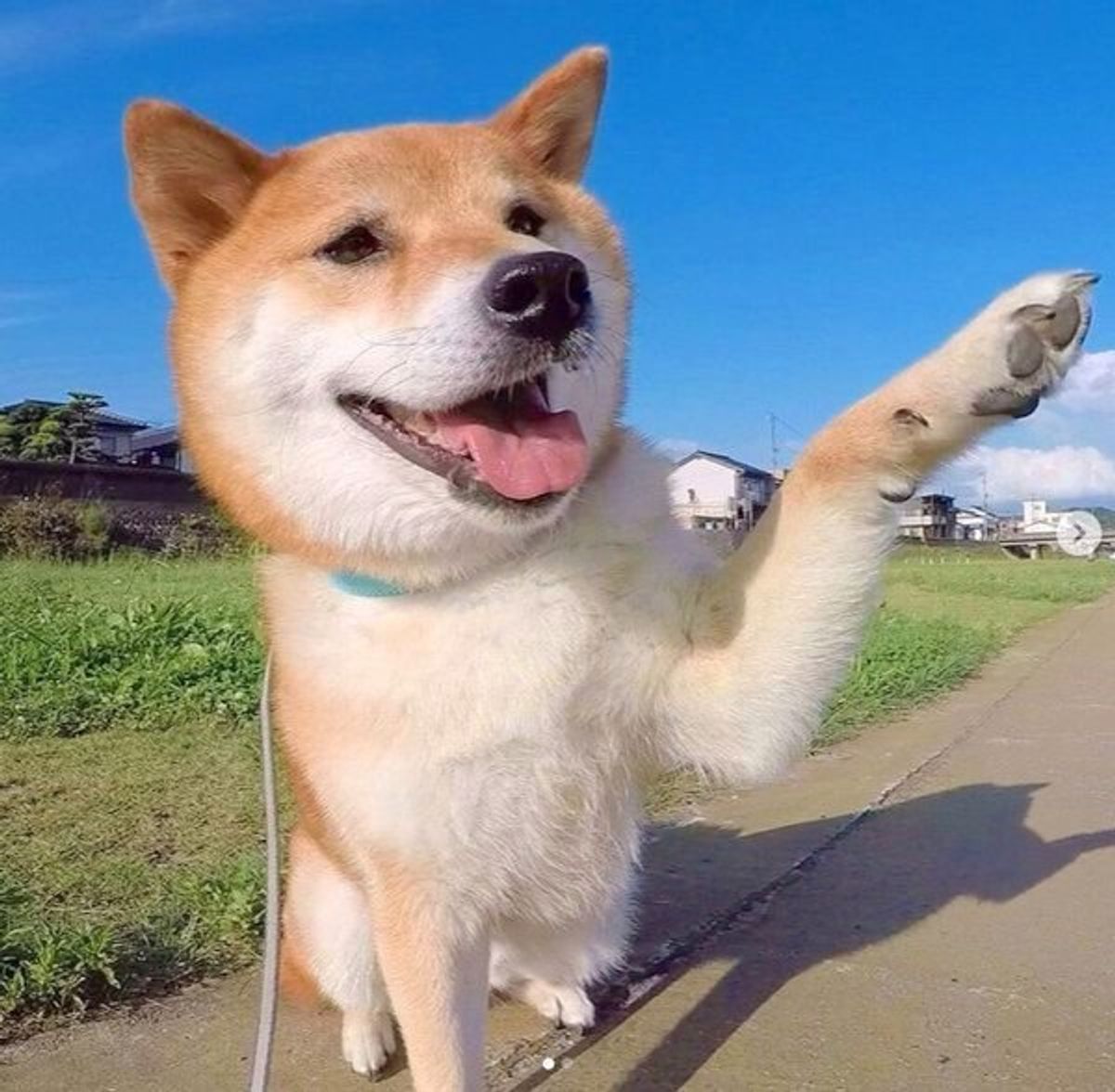 雨は雨で楽しい どんなときも散歩を楽しむ柴の様子に前向きになれそう いぬのきもちweb Magazine 雨は雨で楽しい どんなときも散歩を楽しむ柴の様子に前向きになれそう いぬのきもちweb Magazine