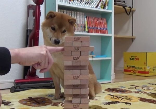 ジェンガに挑戦する柴犬