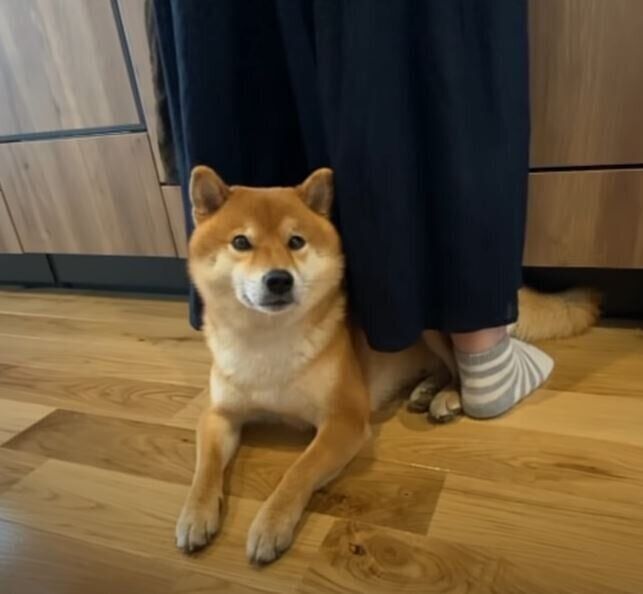 柴犬のハチくん