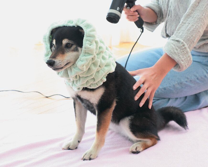 犬用スヌードをつける柴犬