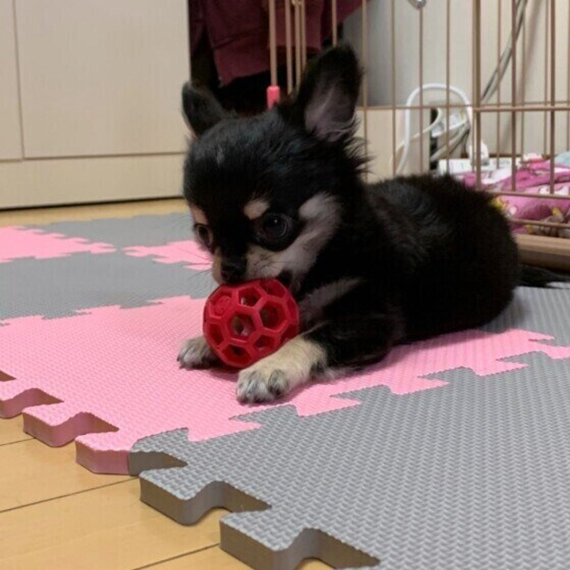 犬のおもちゃ どのくらいの頻度で洗っている お手入れ方法を確認しよう いぬのきもちweb Magazine 犬のおもちゃ どのくらいの頻度で洗っている お手入れ方法を確認しよう いぬのきもちweb Magazine
