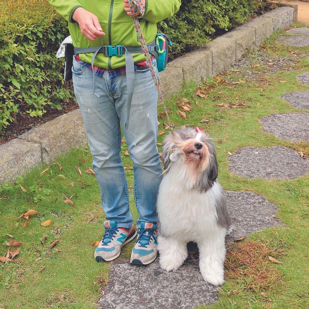 愛犬がリードを噛みそうになったら、リードを引き上げる