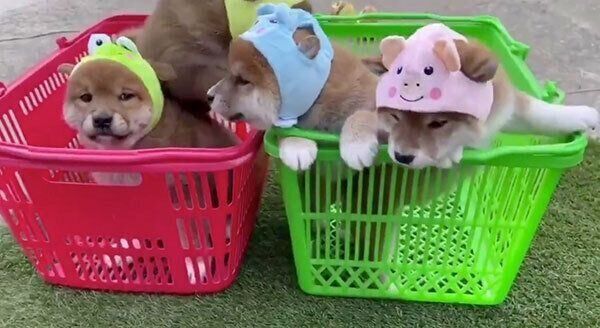 可愛いチビレンジャーたち