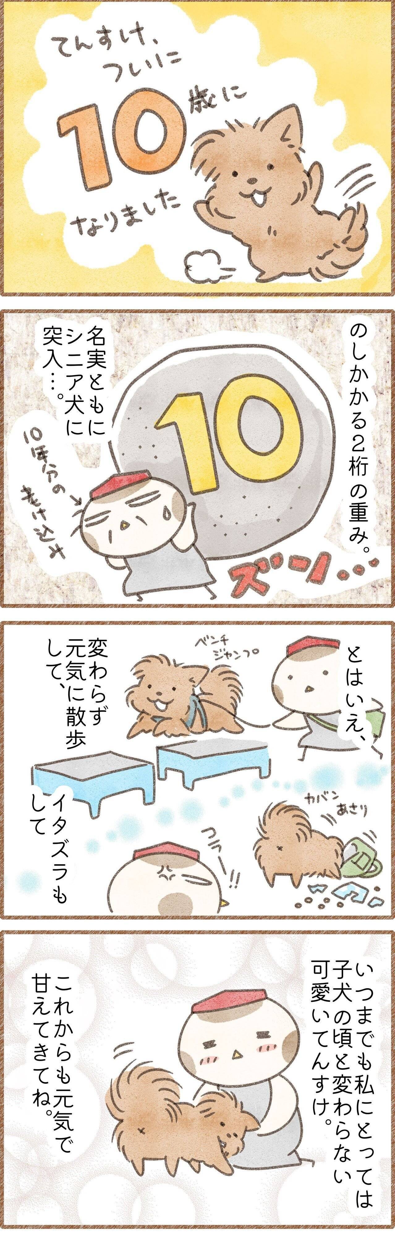 シニア期に突入した犬のマンガ