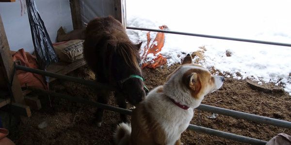 ポニーに舐められる犬