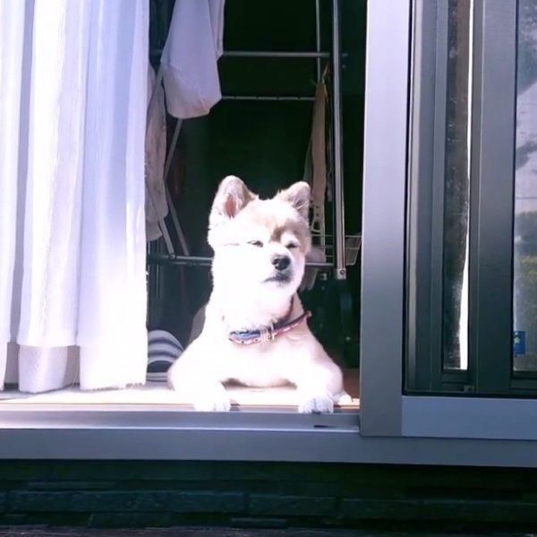 日向ぼっこする犬