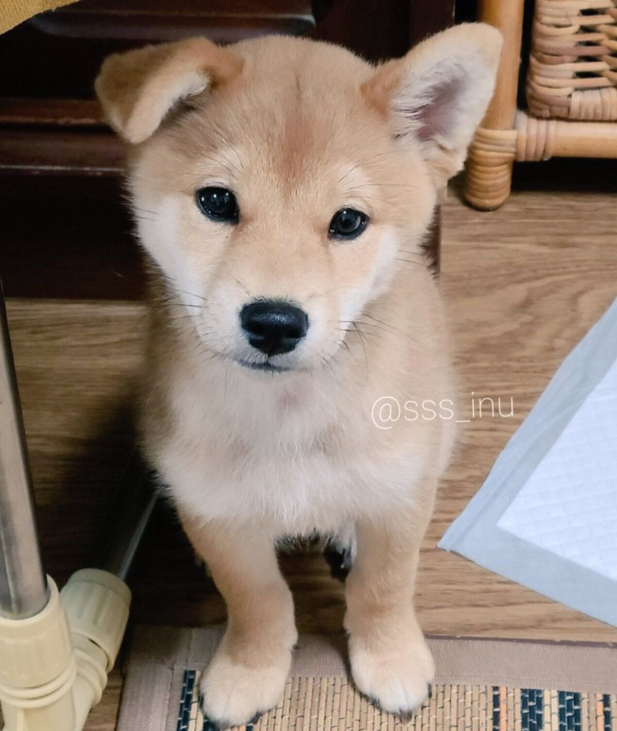 片耳だけ立っている麦くん