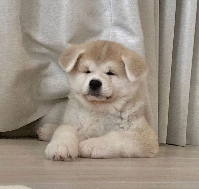 眠たそうな表情の幸ちゃん
