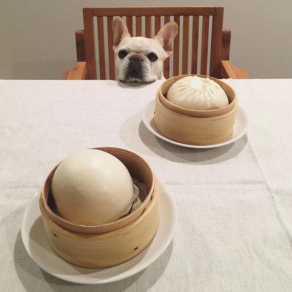 テーブルからお顔を出す豆福ちゃん