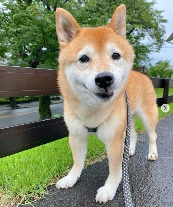 お散歩中のうららちゃん