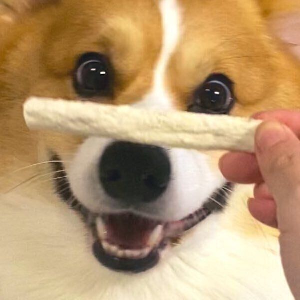 大好物に喜ぶラッキーくん