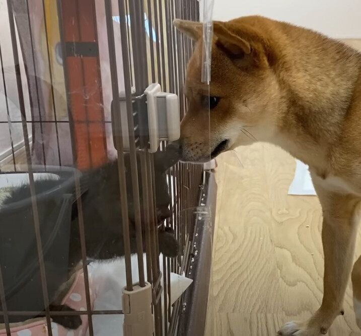 子猫と柴犬