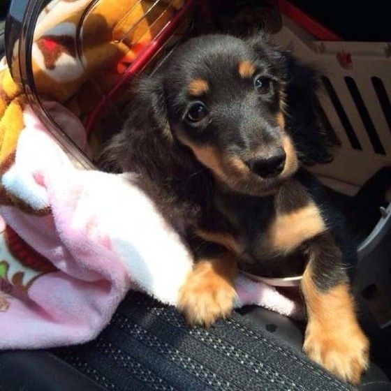 見つめるミニチュア・ダックスフンド