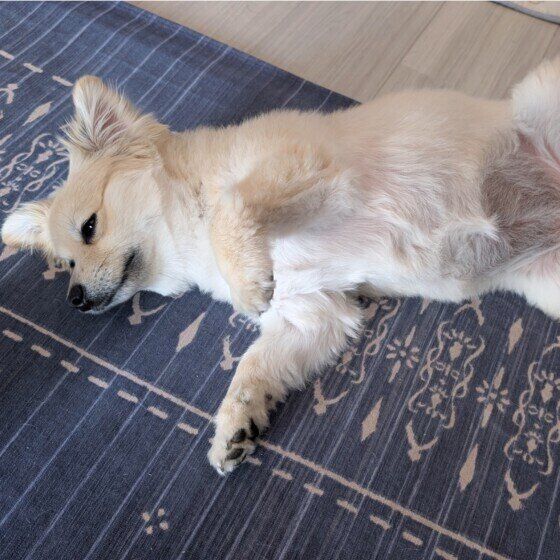 涼しいお部屋でリラックス中