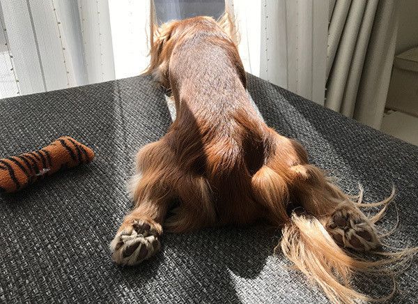 眠るカニーンヘン・ダックスフンド