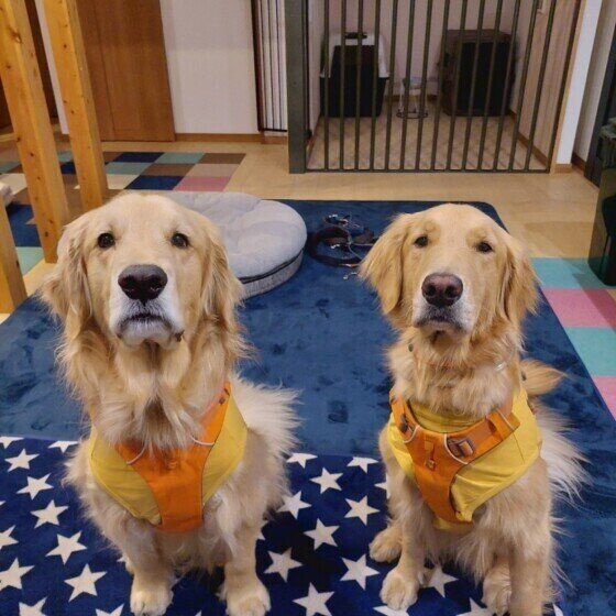 犬が留守番中にイタズラをする理由とは？ 犬の誤食を防ぐためにできること いぬのきもち