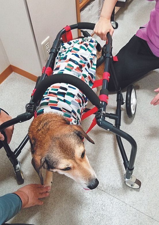 リハビリ専門の獣医師とともに車いすで立つ練習をするさんごちゃん