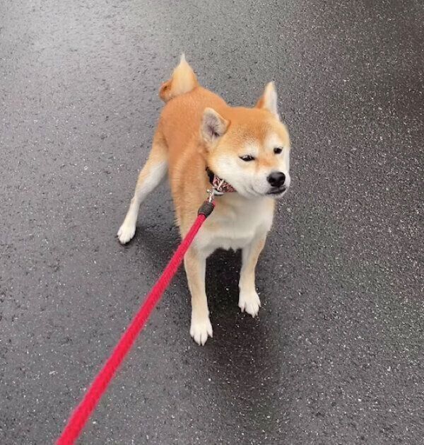 “拒否柴”中のむぎちゃん