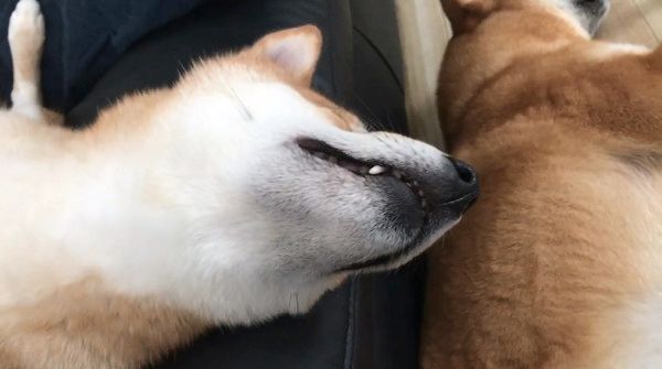 寝ながら笑う柴犬