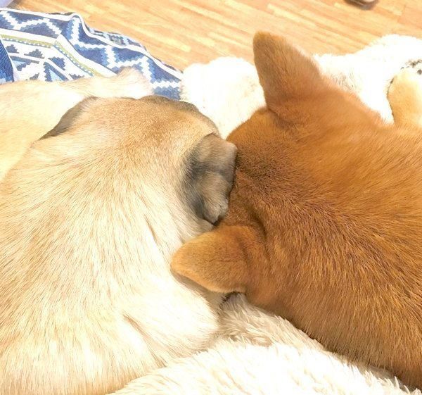 仲良しな柴犬とパグ