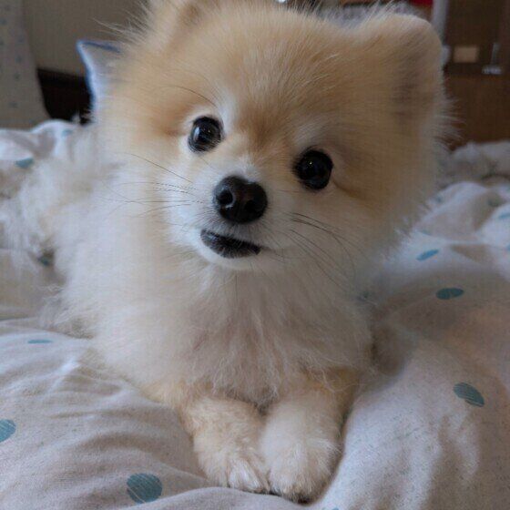 可愛いポメラニアン