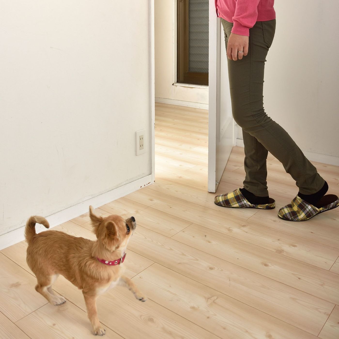 犬に噛まれたとき 絶対にやってはいけない3つのこと いぬのきもちweb Magazine 犬に噛まれたとき 絶対にやってはいけない3つのこと いぬのきもちweb Magazine