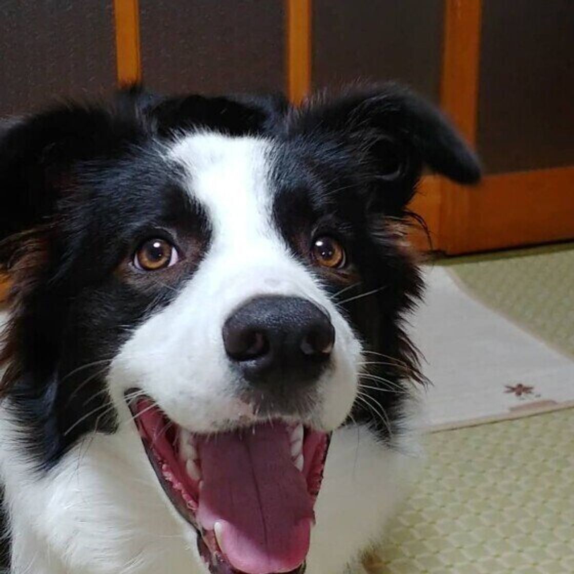 おならをしやすい犬 の特徴を獣医師が解説 犬種によっても傾向がある いぬのきもちweb Magazine おならをしやすい犬 の特徴を獣医師が解説 犬種によっても傾向がある いぬのきもちweb Magazine