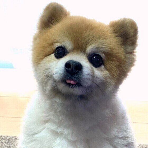 シニア犬の食事を見直すタイミングは？日々の観察でよりよいケアを いぬのきもち