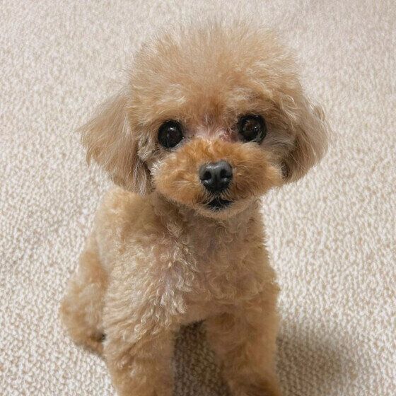 犬の膵炎の症状と原因、治療法は? 膵炎の犬が注意したい食事管理を獣医師に聞いた いぬのきもち