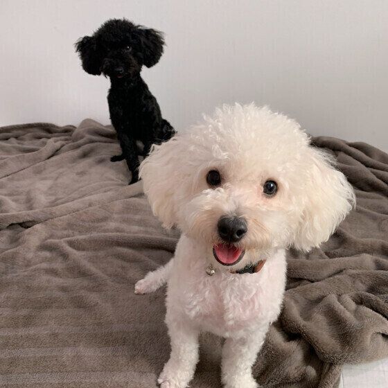 犬がうれションをする理由とその予防法 いぬのきもち