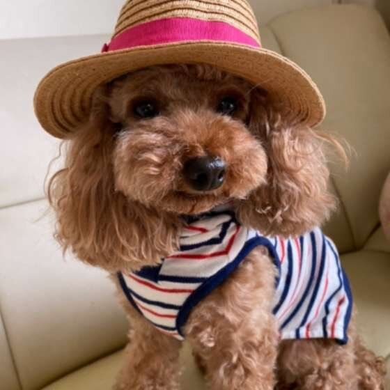 洋服を着るトイ・プードル