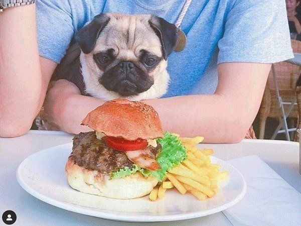 ハンバーガーを見つめるぱぐぞうくん