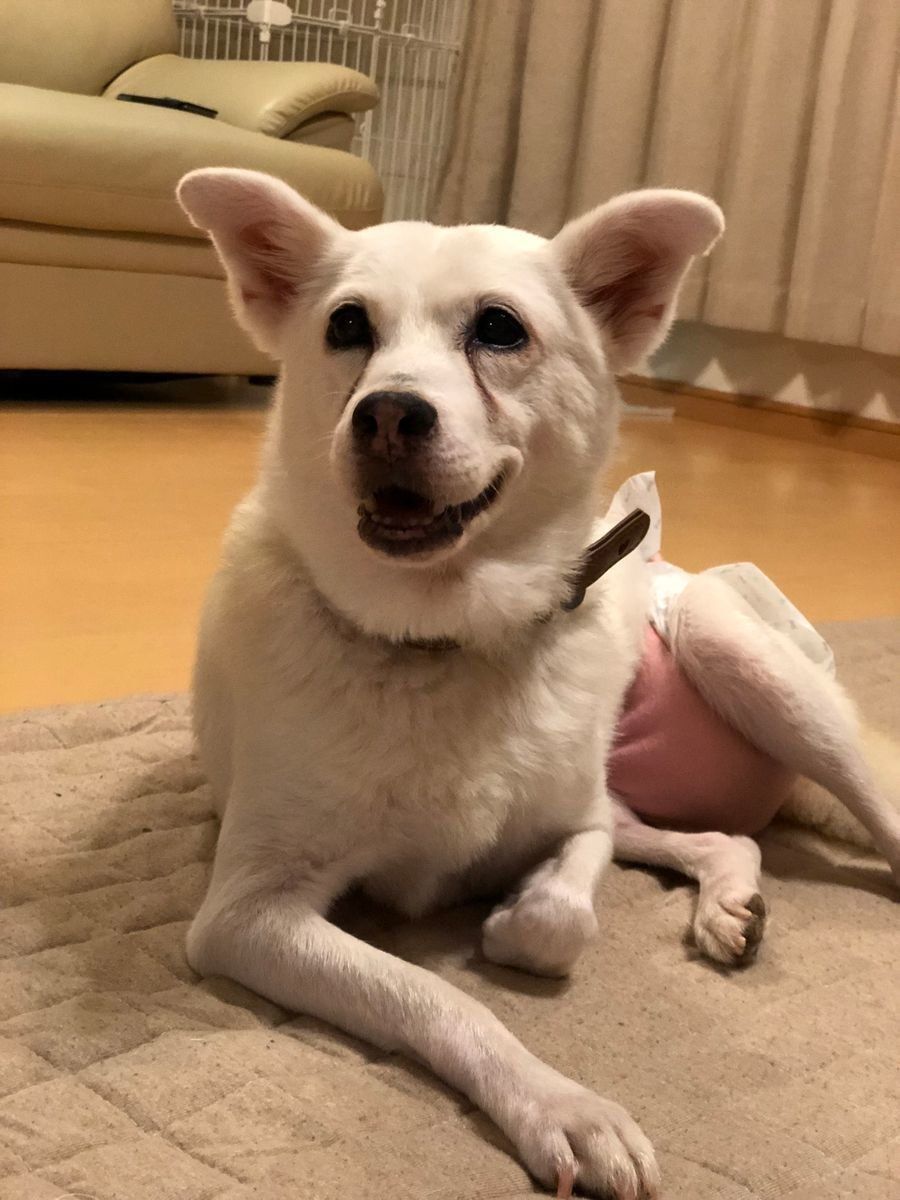 新連載 おばあちゃん犬がやってきた 第１回 飼い始めたのは子犬じゃない いぬのきもちweb Magazine