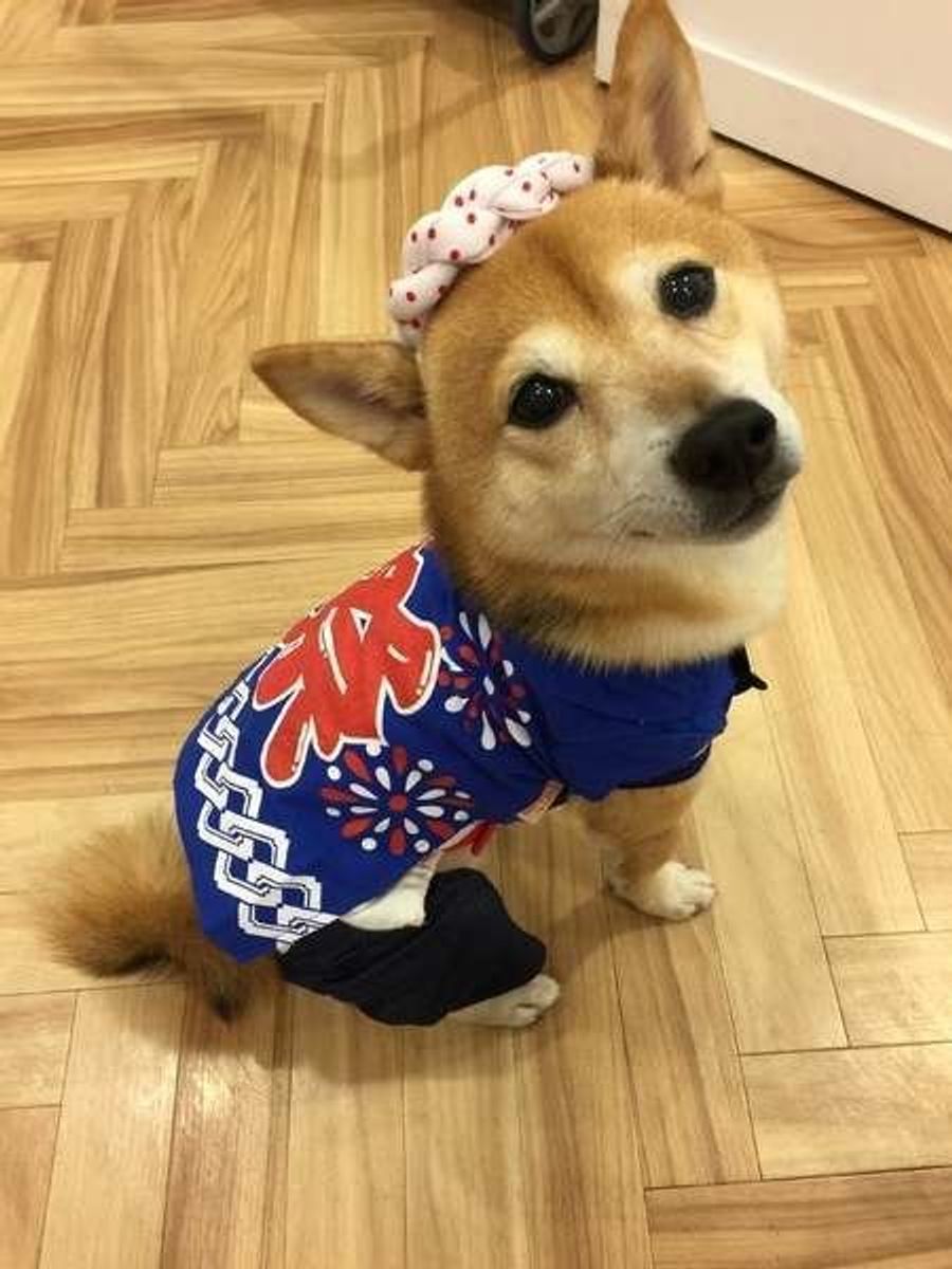 楽しいイベント時にも注意 犬に危険な食べ物 飲み物 いぬのきもちweb Magazine 楽しいイベント時にも注意 犬に危険な食べ物 飲み物 いぬのきもちweb Magazine