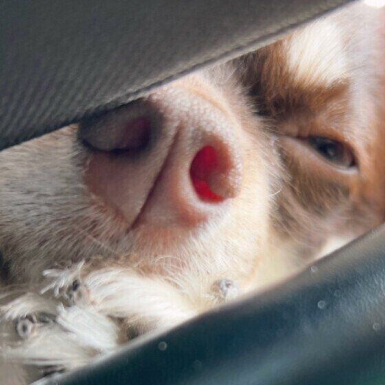 チョコちゃん（チワワ）