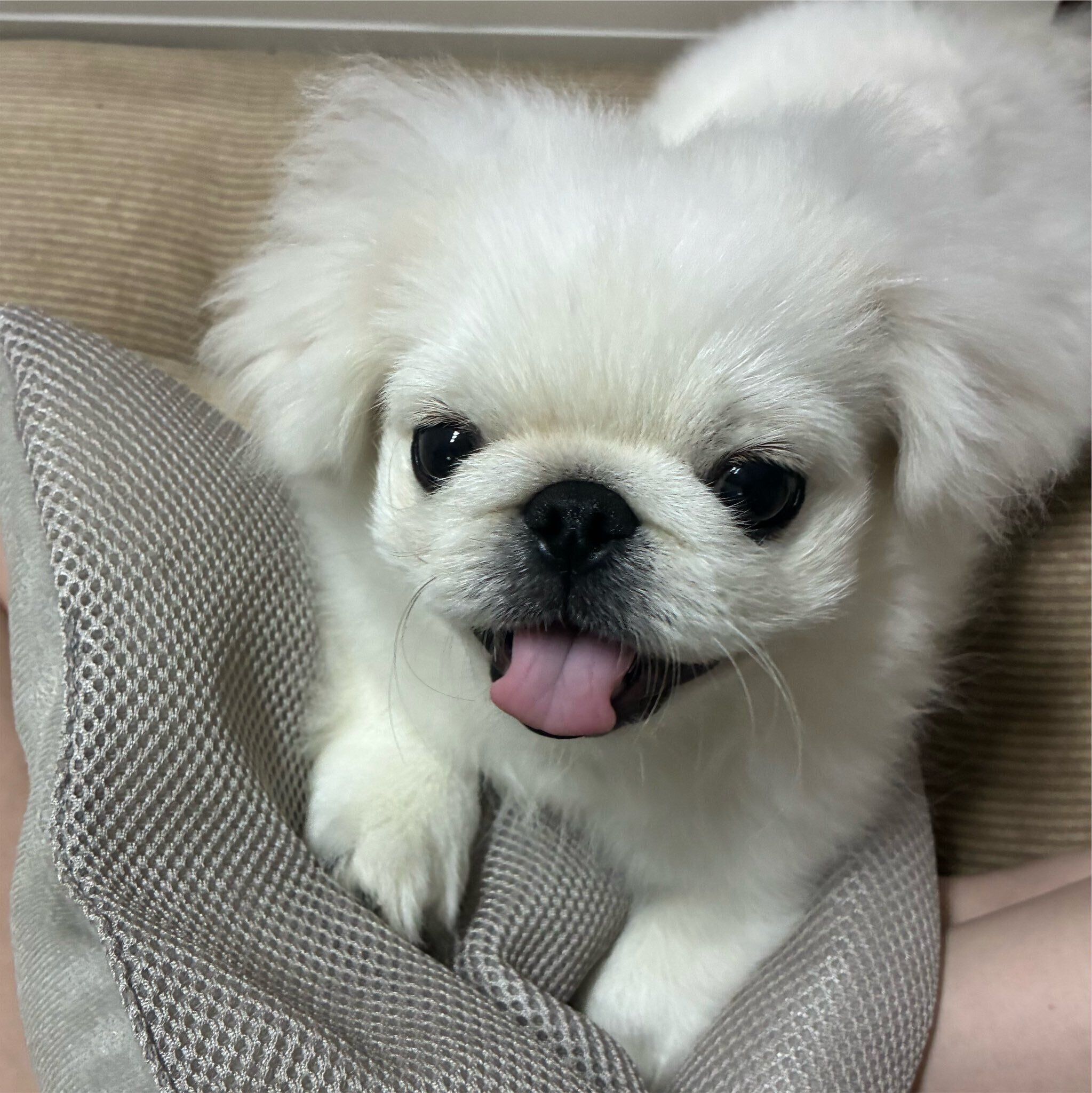 笑顔が可愛いもち吉くん