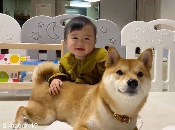 柴犬のうちの子記念日