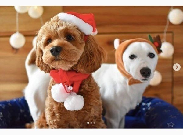 コスプレするジャック・ラッセル・テリアとコッカプー