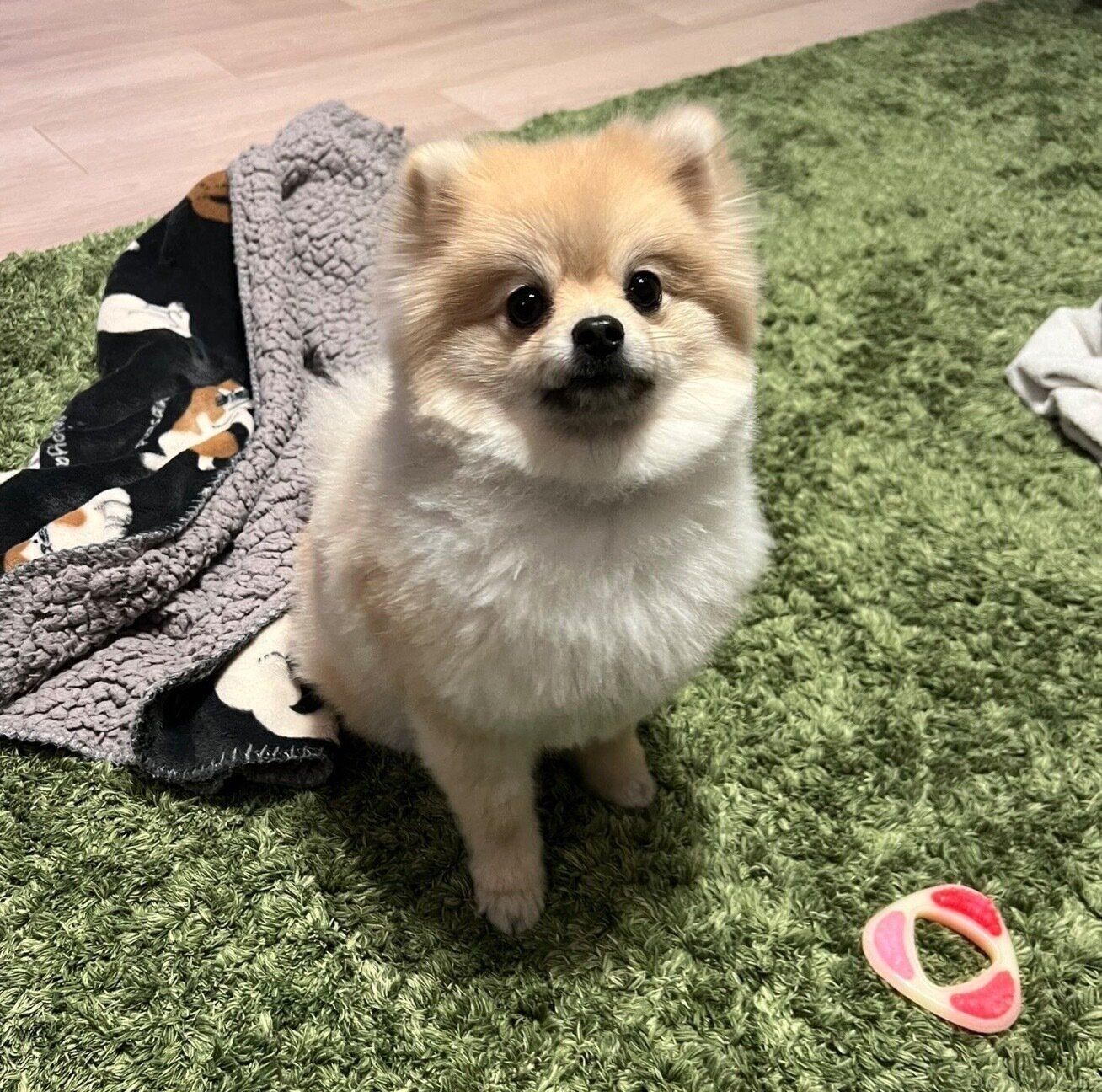 見つめるほたてくん