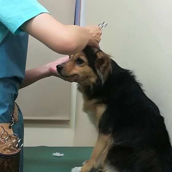 トリミング中の飛鳥ちゃん